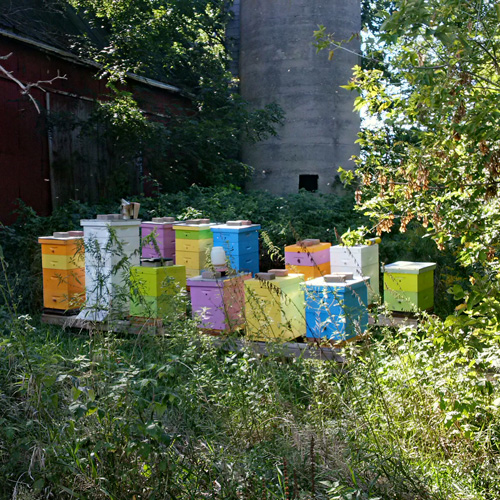 Photo of Cool Creek honey hives